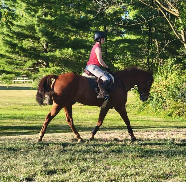 Irish Manor Stables