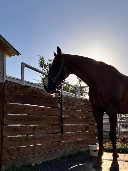 Lone Star Riding Club