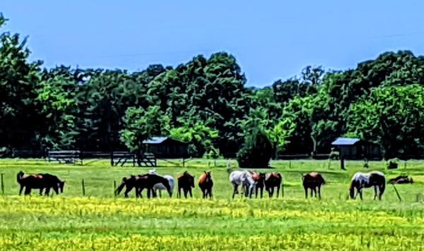 Crosstimbers Polo