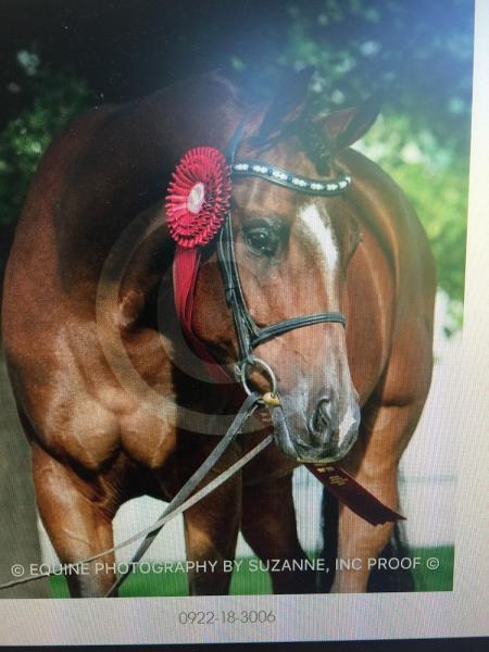 Morning Star Farm Training