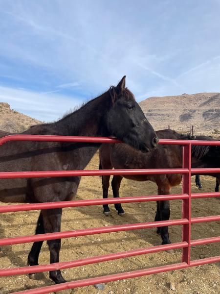 Horseback Riding Club