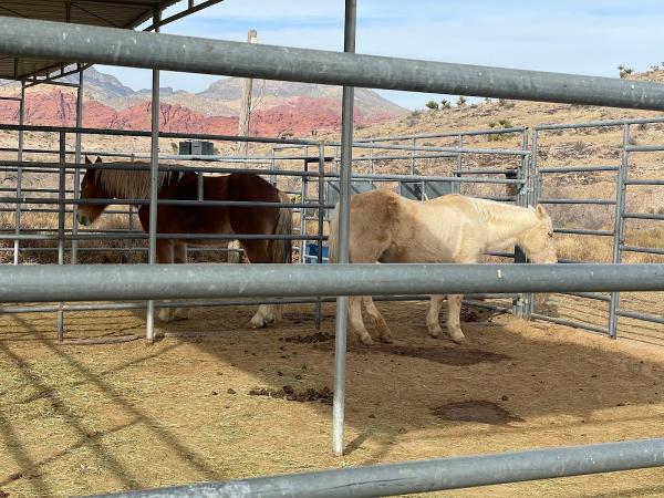 Horseback Riding Club