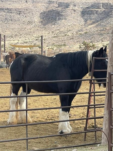 Horseback Riding Club