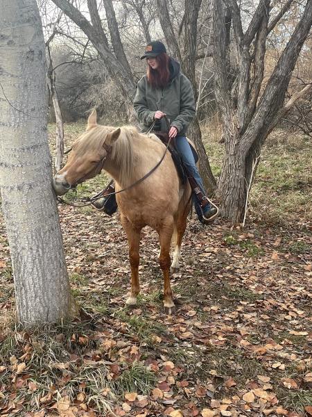 Rocking H Horse Lessons