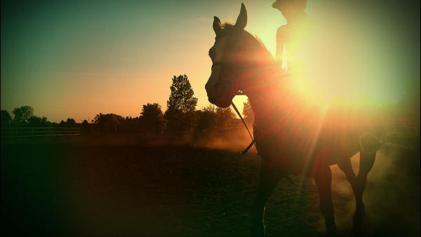 J.j's Equestrian Academy