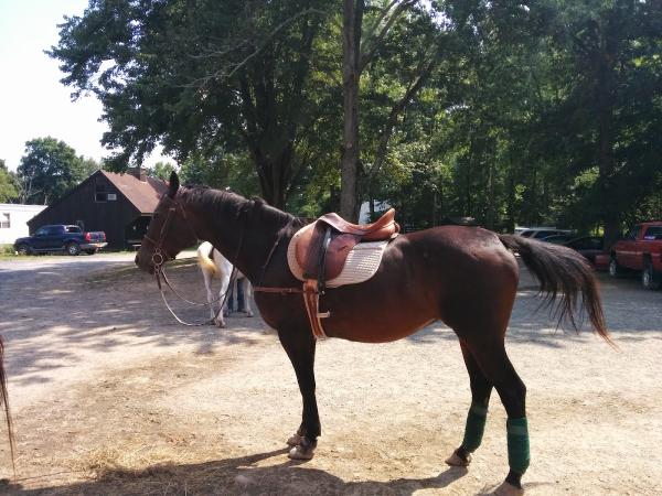 Saddle Brook Farm Animal Rescue