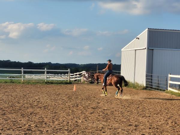 Firelight Horses