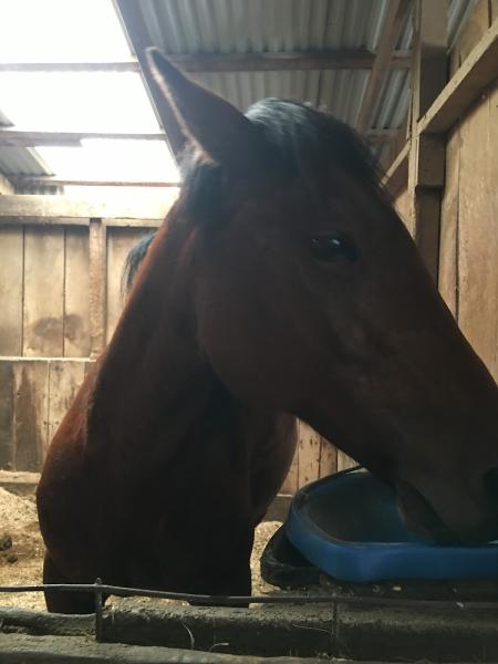 Sunset Trails Stables