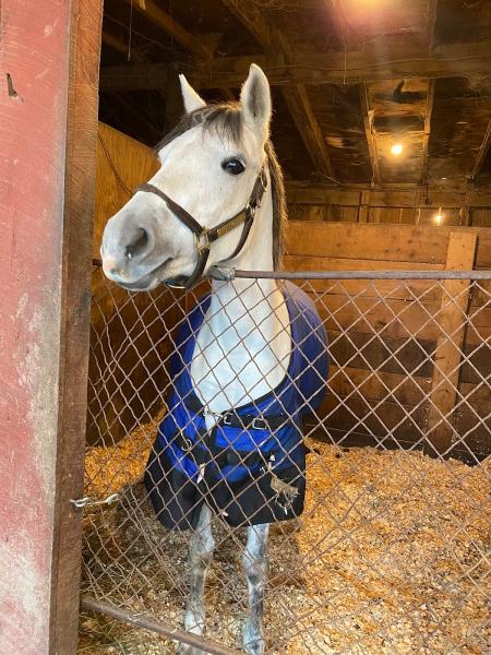 Angelica Run Horse Farm