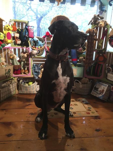 Pawcasso Art Studio and Pet Boutique