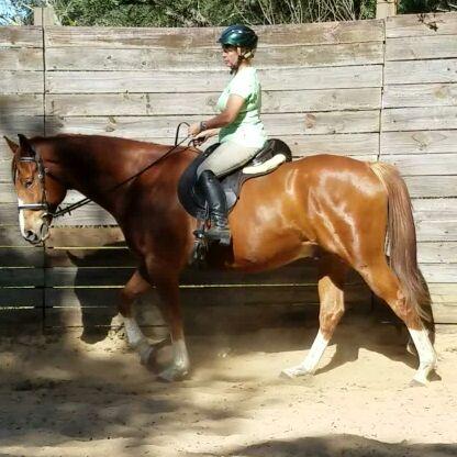 Brummett Dressage