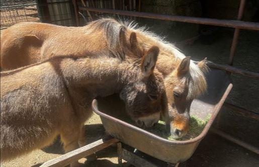 Ponderosa Pines Horse N Farm Camp