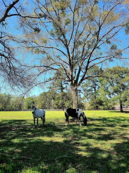 Mustang Creek