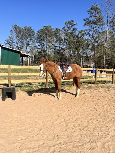 Wild Oak Horse Farm