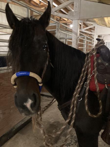 Cornerstone Horse Riding
