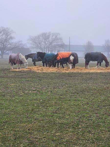 Circle D Horse Farm