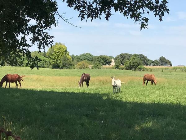 Glen Oaks Equestrian Center