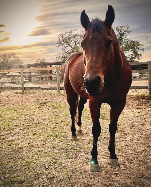 Cantau Creek Stables