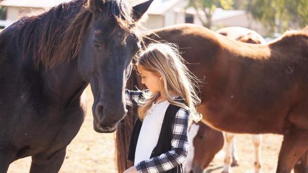 Hannahs Horse Clinic