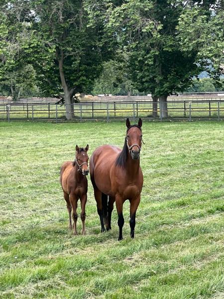 Eclipse Thoroughbred Training & Sports Therapy