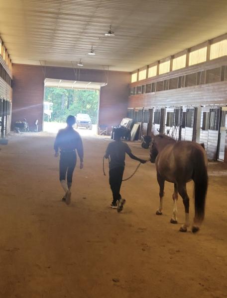 Wonder Horse Academy LLC