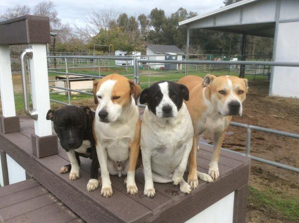 Tally Ho Horse Park