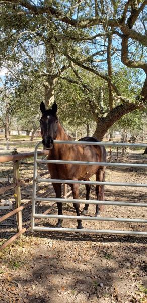 Grand Oaks Equestrian Center
