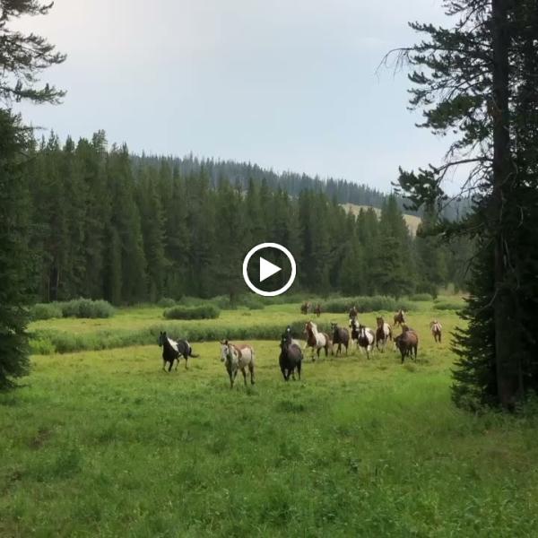 Wilderness Pack Trips- Yellowstone