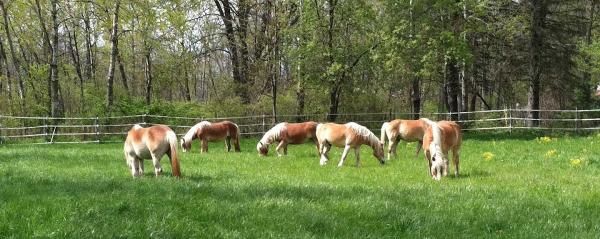 Pretty Pony Pastures