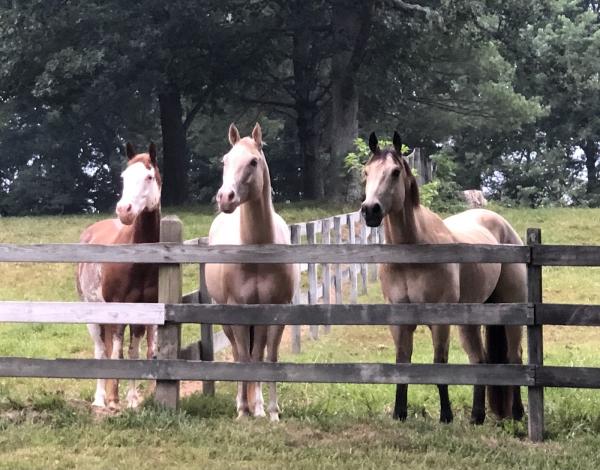 Chestnut Valley Farm and Stable