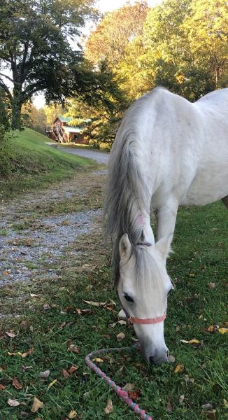 Chestnut Valley Farm and Stable