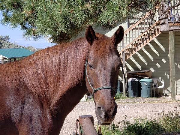 Martin Training Stables