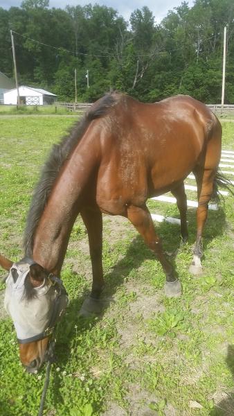 Clearwater Equestrian Center