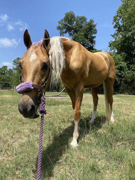 Callegari Equestrian Center