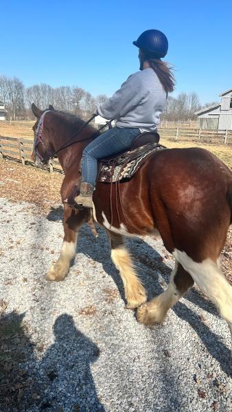 Surefire Horsemanship