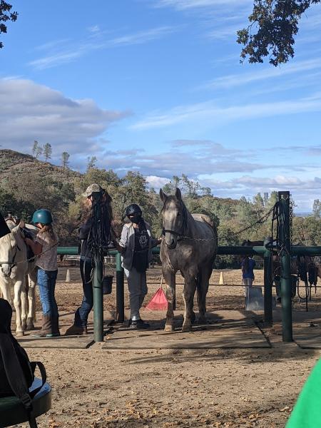 Equine Unlimited