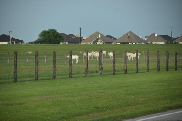 Flying Ace Ranch