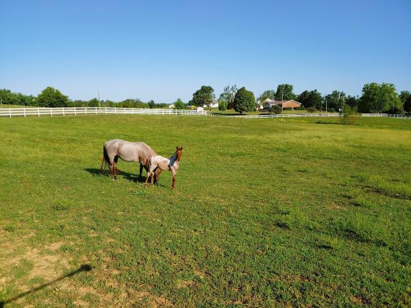 Bramblett Quarter Horses