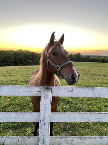 Steppin' Hi Stables Inc