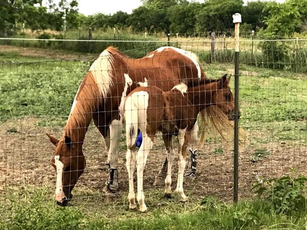 Guarded Heart Farm