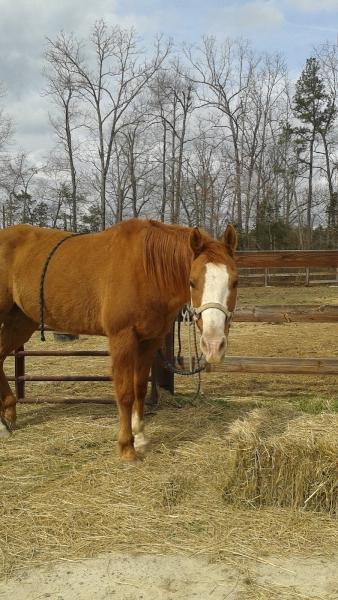 Equestrian Preserve at Homestead