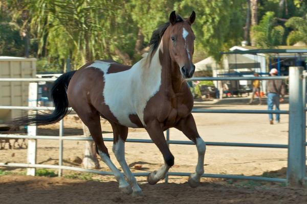 Rancho El Camino Equestrian Horse Boarding and Lessons