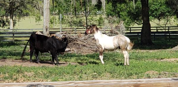 Scully Equestrian Services