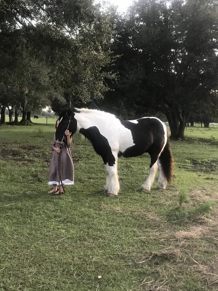 Myakka Trail Rides