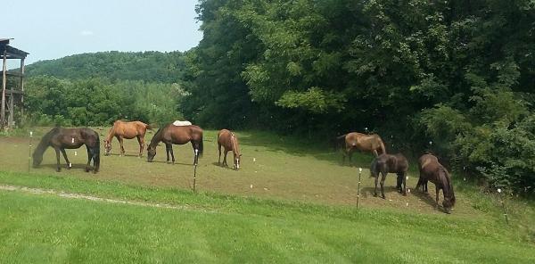 An American Girl Stables & Tack Shop