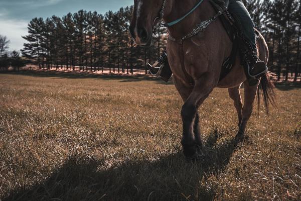 Strong Spirit Stables LLC