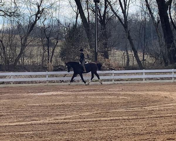 Labelle Equestrian