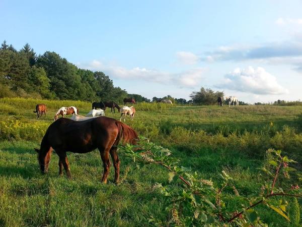 Horse 'N Around Stables