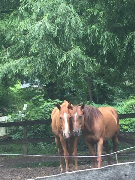 Hollow Brook Riding Academy