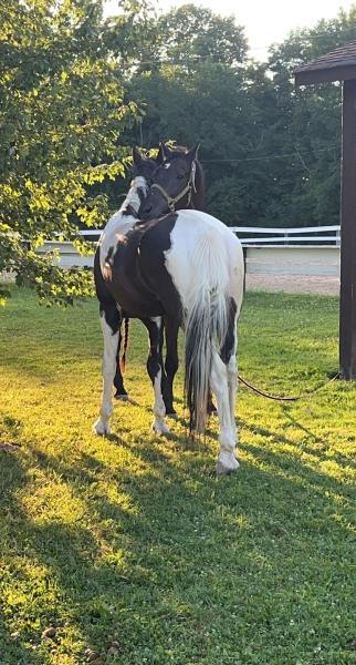 Family Stable- Trail Riding